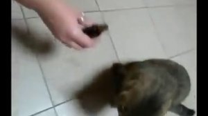 Кот под валерьянкой