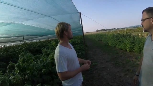 Природное земледелие в промышленных объёмах на примере ремонтантной малины