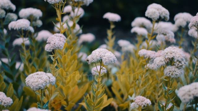 Beautiful flowers video | Flowers | Beautiful flower garden #1