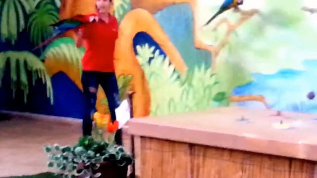 Birds show in Pafos zoo. шоу попугаев в зоопарке Пафоса. Кипр .ноябрь 2016 смотреть онлайн