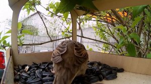 ПОПАЛСЯ ПЕРНАТЫЙ!! (Воробей в кормушке ест семечки.)