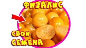 Как заготовить семена физалиса. Семена своими руками. Как выращивать физалис мармеладный #2