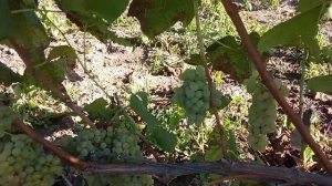 Виноград Ромулюс.