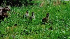 Old MacDonald Had A Farm