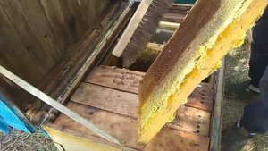 КАЧАЕМ МЕД С ПОДСОЛНУХА! Как отобрать рамки с лежака?