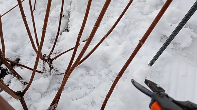Весенняя обрезка гортензий Ванила Фрайз смотреть онлайн