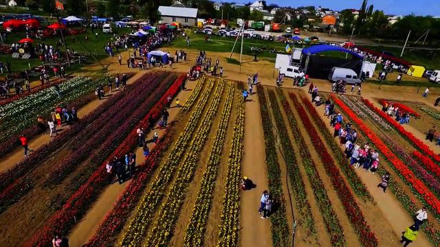 Долина Тюльпанів 2018 (Тюльпанове Поле)