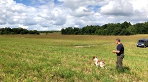 Бретон. Натаска на птицу. Стойка.(часть2)