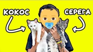 песня про котят только поёт молыш