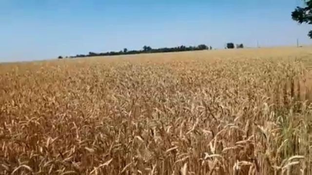 САМВЕЛА ХОТЯТ ОБМАНУТЬ В ТЕАТРЕ. МАТЬ ПОЖАЛЕЛА ЗИНЕ ДЕНЕГ.НАДЬКУ ПРОНЕСЛО\ САМВЕЛ АДАМЯН
