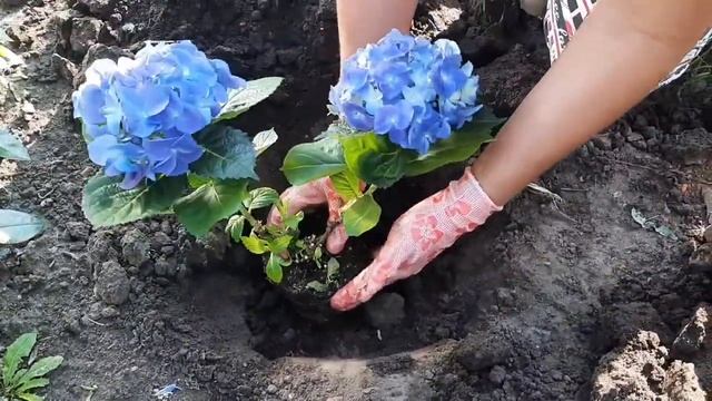 ОСЕННЯЯ ПОСАДКА ГОРТЕНЗИИ, ГЕЙХЕРЫ И МНОГОЕ ДРУГОЕ #посадкацветовосенью# смотреть онлайн