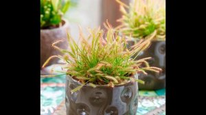 Росянка  уход в домашних условиях за хищным растением, виды