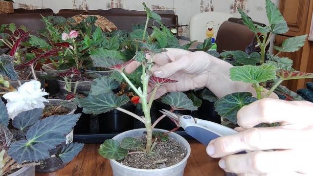 Бегония. Обрезка пришипка бегонии. Формирую красивый пышный куст. Основной уход для роста бегоний.