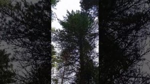 самодельный шишкотряс в работе.