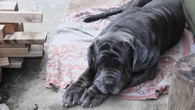 Курятник женскими руками. Крыльцо и навес. смотреть онлайн