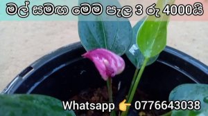 anthurium wagawa | anthurium warga | anthurium varieties | ඇන්තූරියම් වර්ග | beautiful anthurium