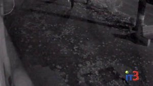 С клумбы опять украли цветы