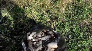 Грибы Красноярского края.В сентябре.