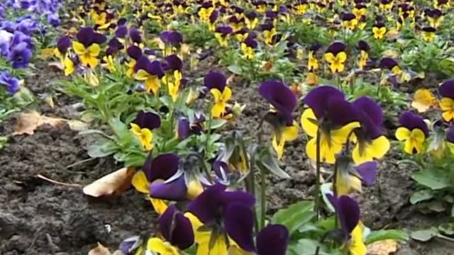 sirotky смотреть онлайн