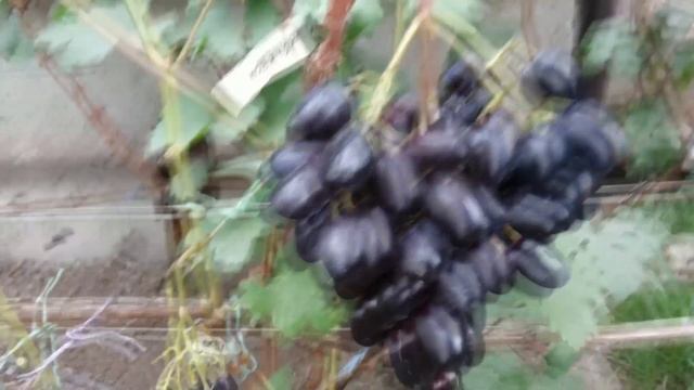 Виноград В. Приходченко 2019. Новинки смотреть онлайн