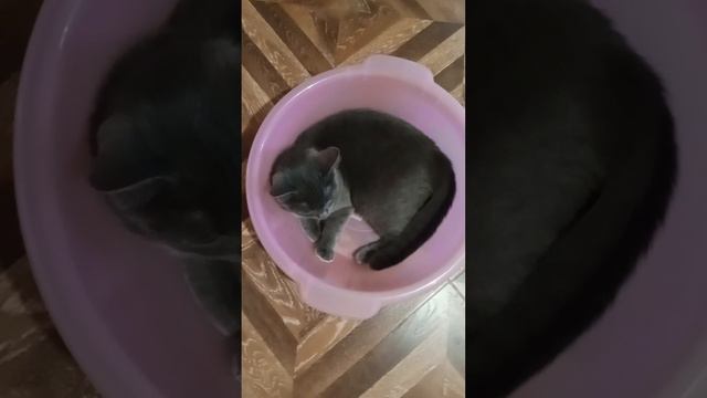 Зефирка готова к водным процедурам