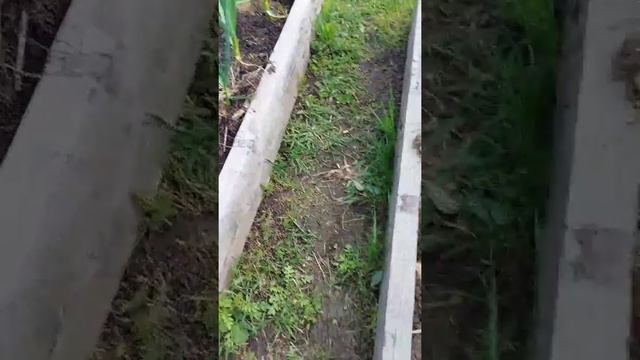 Как вырастить крупный чеснок