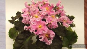 НОВАЯ ФИАЛКА В КОЛЛЕКЦИИ РМ - Розовая Волна /Описание сорта и первое цветение моей фиалки. Печалька