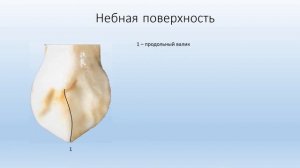 Анатомия клыка