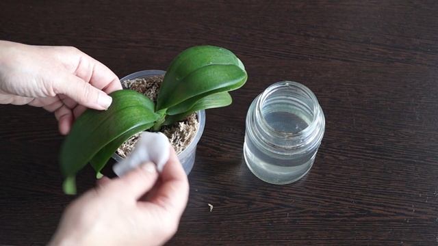 Орхидея без корней выжила. Подкормка орхидеи глюкозой. Сахар для орхидей.