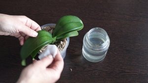 Орхидея без корней выжила. Подкормка орхидеи глюкозой. Сахар для орхидей.