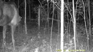 фотоловушка  Seelock ночная съемка