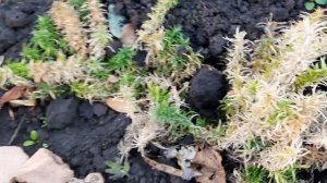 ВСХОДЫ ВИОЛЫ САЖАЮ ПОД ЗИМУ В ОТКРЫТЫЙ ГРУНТ.