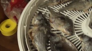 Сушеная и вяленая рыба в электросушилке Волтера -1000//Dried and cured fish