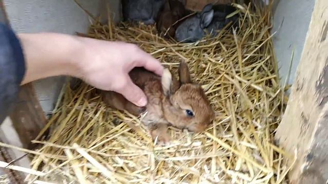 Сельские новости //Кролики//Утки//Куры//Жизнь в деревне !!!