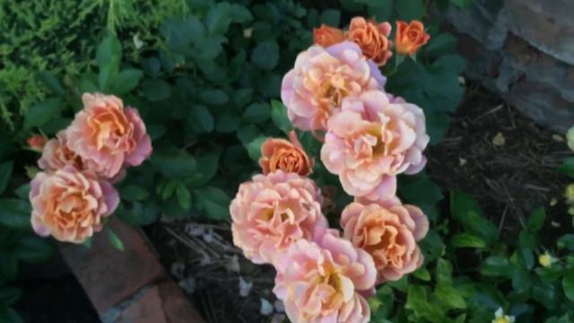 Синко де майо,Терракота ,Энн Хендерсон,Teasing Georgia,Cristopher Marlowe смотреть онлайн