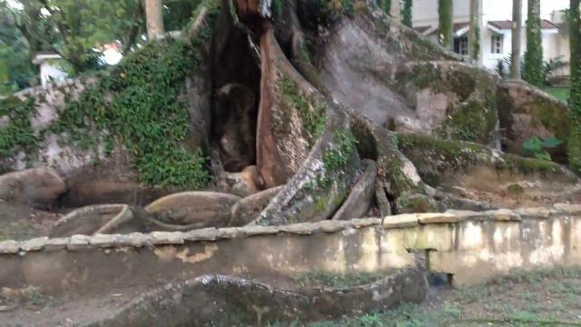 Необычное дерево смотреть онлайн