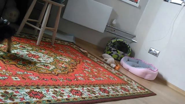 Хвост все так же мешает жить. Флосси смотреть онлайн