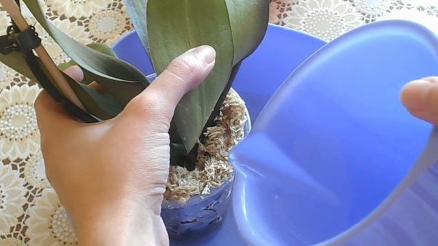 Первый полив ОРХИДЕИ РЕАНИМАШКИ смотреть онлайн