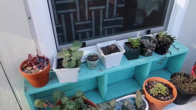 SUCCULENT GARDEN BEFORE THE RAINY SEASON