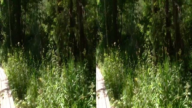 Сказочный русский лес в 3D смотреть онлайн