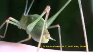 В Траве Сидел КУЗНЕЧИК, Совсем как Огуречик, Зелененький Был! Green Grasshopper Sings Song in Grass