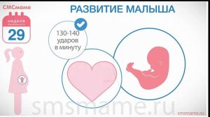29 неделя беременности - когда идти в декрет? Скоро декретный отпуск