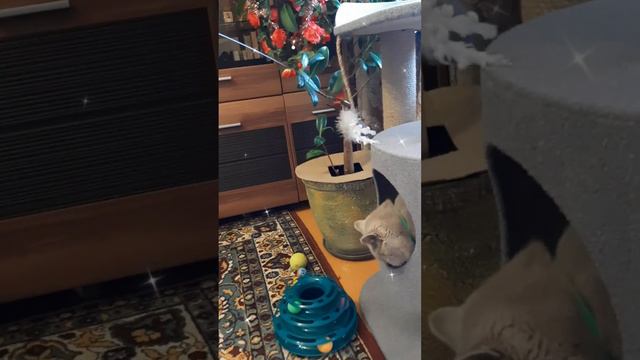 Феликс - добрый котик❤ #красавец #игривый смотреть онлайн