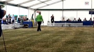 Leeds Championship Dog Show 2022 Day 2 Toy and Utility Groups