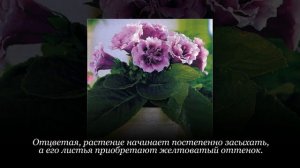 Глоксиния отцвела – что делать? Обрезка глоксинии