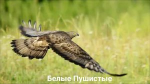 ОСОЕД?/Птицы/Животные/Интересные факты