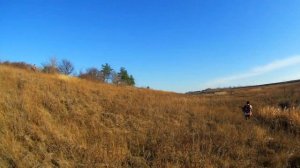 ОХОТА на ФАЗАНА 2020 Донецкая область / Охота спустя 6 лет запрета