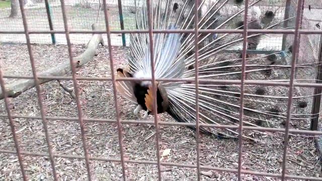 Павлины распустили хвосты смотреть онлайн