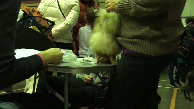 Leonberger 1year 74kg. Леонбергер 1 год 74кг смотреть онлайн