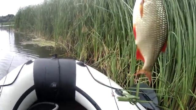 89 КРУПНАЯ ОСЕННЯЯ КРАСНОПЁРКА НА УДОЧКУ. СЕКРЕТЫ ЛОВЛИ // Russia Volga  Fishing line